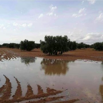 بوعجيلة: الأمطار الغزيرة ساهمت في ري الغراسات و تغذية المائدة المائية