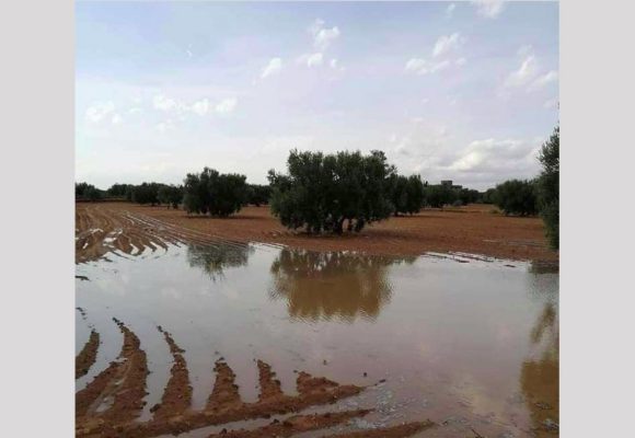 بوعجيلة: الأمطار الغزيرة ساهمت في ري الغراسات و تغذية المائدة المائية