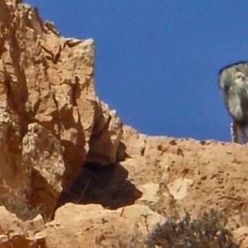 القصرين: بعد ثبوت إصابة الذئب الذي هاجم مسنا بداء الكلب، إجراء بحث وبائي ببولعابة