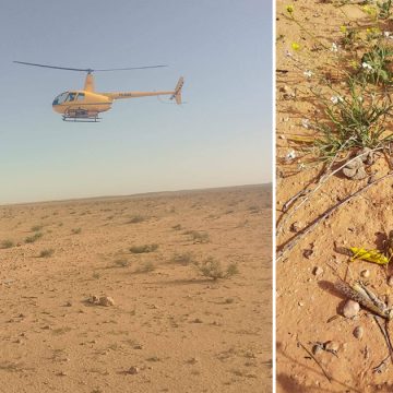 بولاية مدنين رصد اسراب من الجراد: التدخل للمرة الثانية بالمداواة الجوية