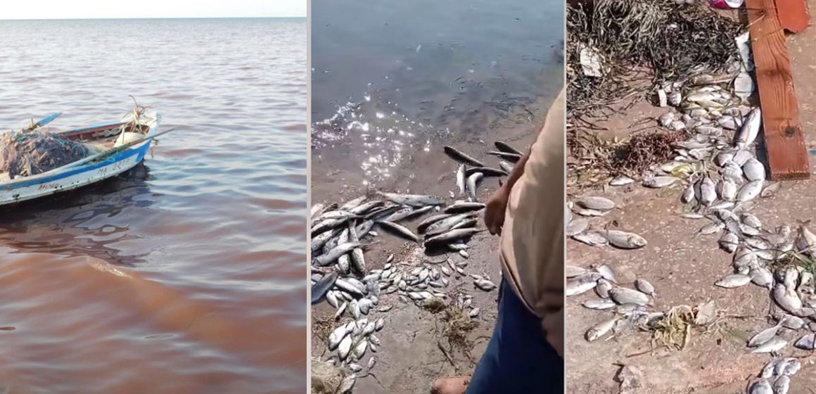 خليج المنستير: كارثة بيئية و وزارة الفلاحة تحذر… (فيديو و صور)