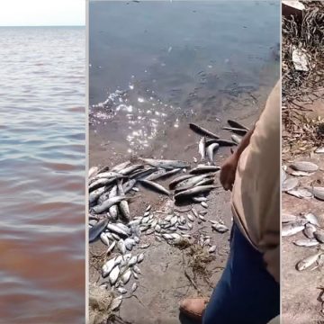 خليج المنستير: كارثة بيئية و وزارة الفلاحة تحذر… (فيديو و صور)