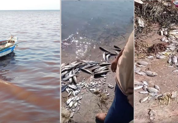 خليج المنستير: كارثة بيئية و وزارة الفلاحة تحذر… (فيديو و صور)
