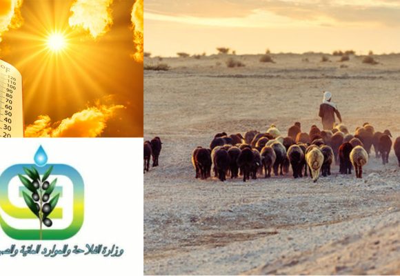 حماية للثروة الحيوانية في ظل موجة الحرارة الاستثنائية، وزارة الفلاحة على الخط…
