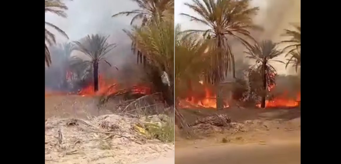 قبلي: السيطرة على حريق بواحة الفوار و تسجيل أضرار كبيرة في صابة التمور (فيديو)