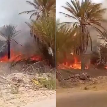 قبلي: السيطرة على حريق بواحة الفوار و تسجيل أضرار كبيرة في صابة التمور (فيديو)