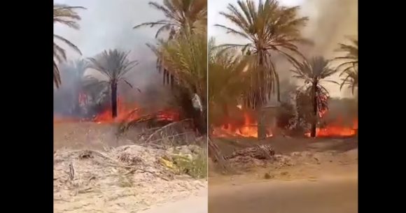 قبلي: السيطرة على حريق بواحة الفوار و تسجيل أضرار كبيرة في صابة التمور (فيديو)