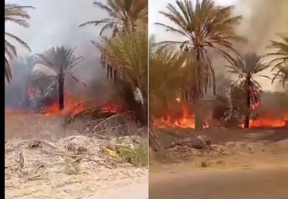 قبلي: السيطرة على حريق بواحة الفوار و تسجيل أضرار كبيرة في صابة التمور (فيديو)