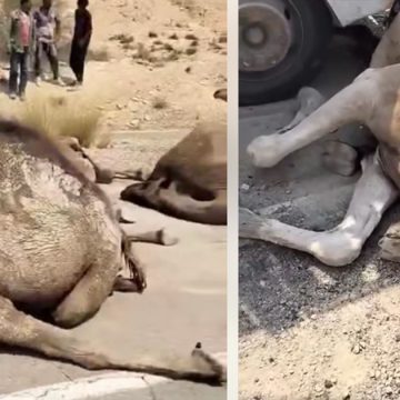 بين قبلي و قفصة، حادث مرور يتسبب في نفوق قطيع من الإبل