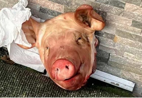 العثور على 9 رؤوس خنازير امام مساجد في باريس و احوازها، النيابة على الخط