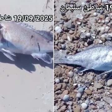 سليمان : تغير في لون البحر، نفوق أسماك والسلط ترفع عينات لاجراء التحاليل…