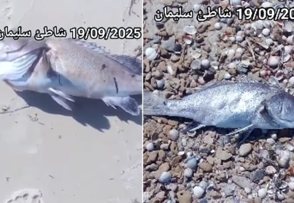 سليمان : تغير في لون البحر، نفوق أسماك والسلط ترفع عينات لاجراء التحاليل…