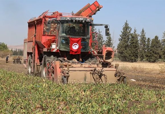 جندوبة: افتتاح موسم زراعة اللفت السكري