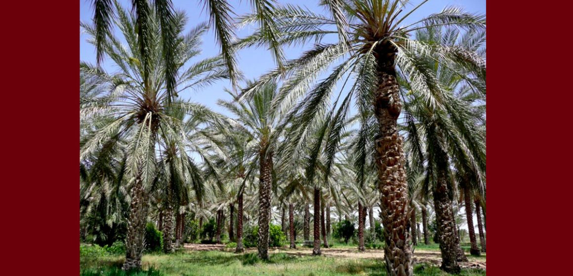 عبد الكبير: العثور على جثة شاب مشنوق في احدى الواحات بدوز