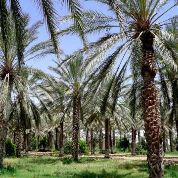 عبد الكبير: العثور على جثة شاب مشنوق في احدى الواحات بدوز