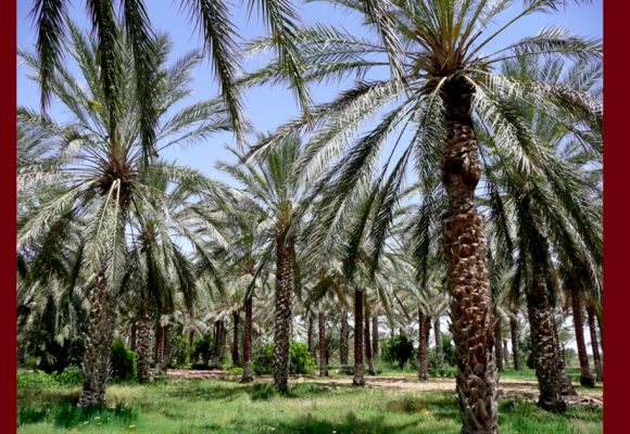 عبد الكبير: العثور على جثة شاب مشنوق في احدى الواحات بدوز