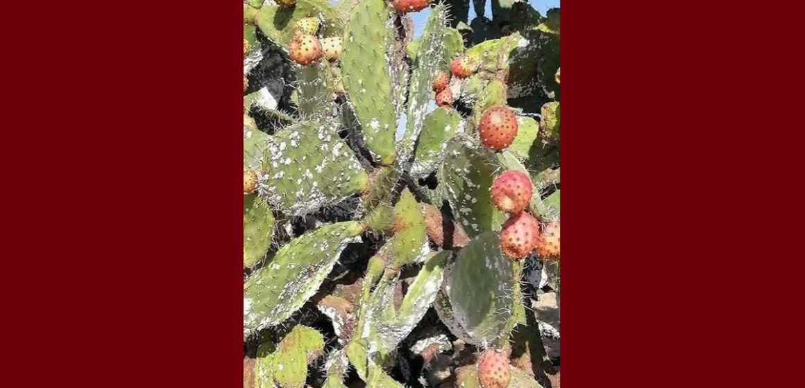 القرمزية جمعية تنمية التين الشوكي تقترح حلا للقضاء على مخلفات الحشرة القرمزيّة