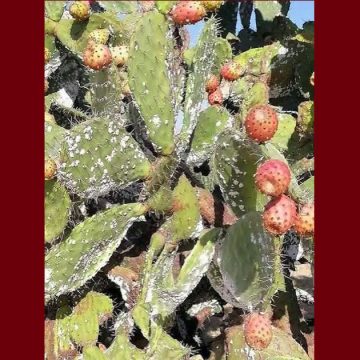 جمعية تنمية التين الشوكي تقترح حلا للقضاء على مخلفات الحشرة القرمزيّة