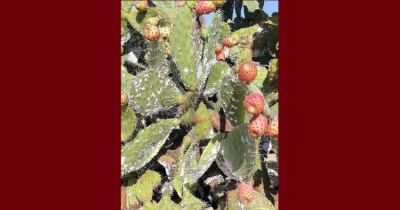 جمعية تنمية التين الشوكي تقترح حلا للقضاء على مخلفات الحشرة القرمزيّة