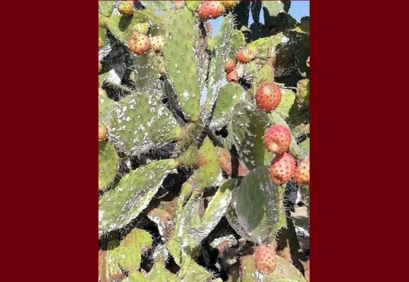 جمعية تنمية التين الشوكي تقترح حلا للقضاء على مخلفات الحشرة القرمزيّة