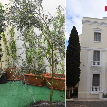 الرئيس بمناسبة عيد الشجرة: “بالرغم من كل العقبات، سنواصل البناء و التشييد” (فيديو)