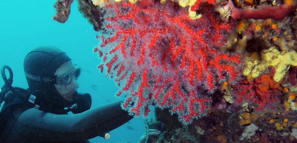 حوادث الأنشطة تحت المائية : من أجل سياسة عمومية تتبنّى السلامة