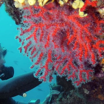 حوادث الأنشطة تحت المائية : من أجل سياسة عمومية تتبنّى السلامة