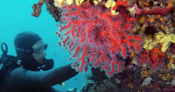 حوادث الأنشطة تحت المائية : من أجل سياسة عمومية تتبنّى السلامة