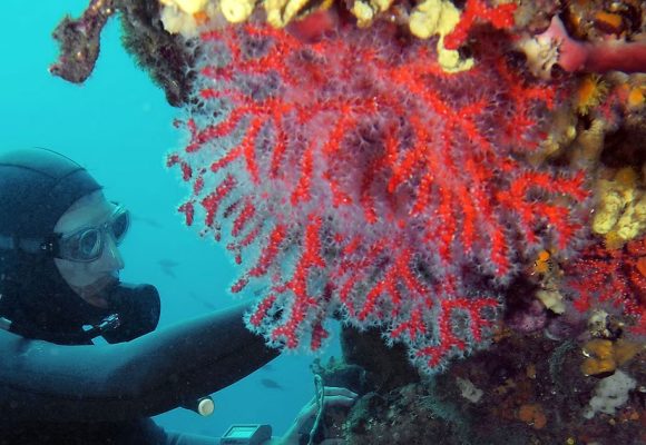 حوادث الأنشطة تحت المائية : من أجل سياسة عمومية تتبنّى السلامة