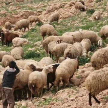 وزارة الفلاحة: بلاغ تحسيسي لفائدة مربّي الماشية