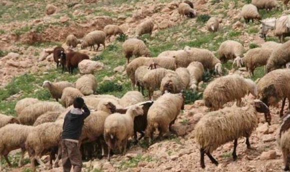 أغنام وزارة الفلاحة: بلاغ تحسيسي لفائدة مربّي الماشية