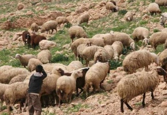 وزارة الفلاحة: بلاغ تحسيسي لفائدة مربّي الماشية