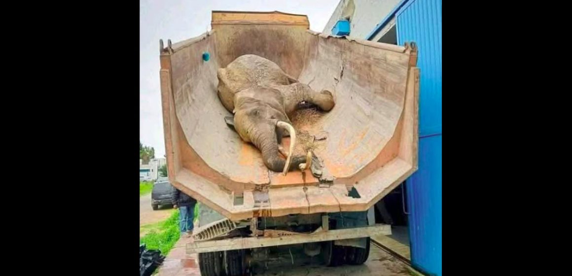 البلفيدير وفاة “بايبي” فيلة حديقة البلفيدير الوحيدة في سن الأربعين…