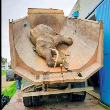 وفاة “بايبي” فيلة حديقة البلفيدير الوحيدة في سن الأربعين…