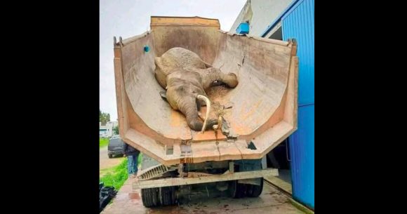 وفاة “بايبي” فيلة حديقة البلفيدير الوحيدة في سن الأربعين…