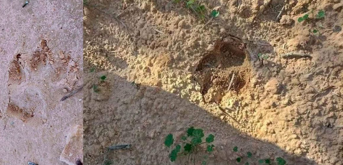 قابس/ معاينة آثار حيوان غريب في الزركين