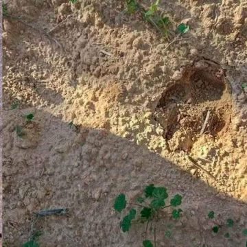 قابس/ معاينة آثار حيوان غريب في الزركين