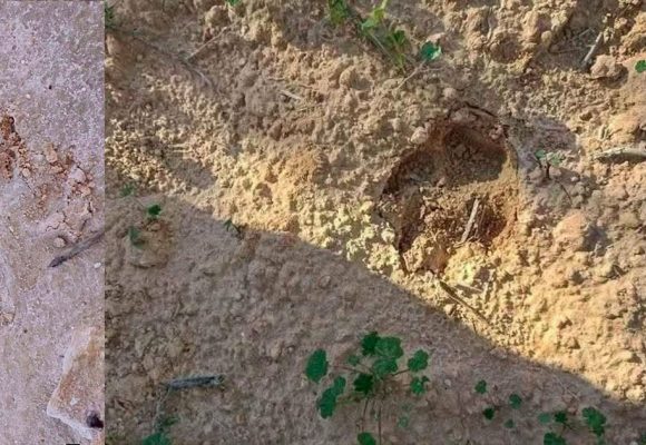 قابس/ معاينة آثار حيوان غريب في الزركين