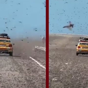 الجراد غزو اسراب الجراد اثر تقلبات مناخية و أمطار غير معتادة في المجال الصحراوي، رأي مختص في البيئة