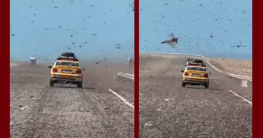 غزو اسراب الجراد اثر تقلبات مناخية و أمطار غير معتادة في المجال الصحراوي، رأي مختص في البيئة