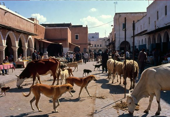 عميد الأطباء البياطرة: أكثر من 60% من الأمراض الجرثومية منقولة من الحيوان