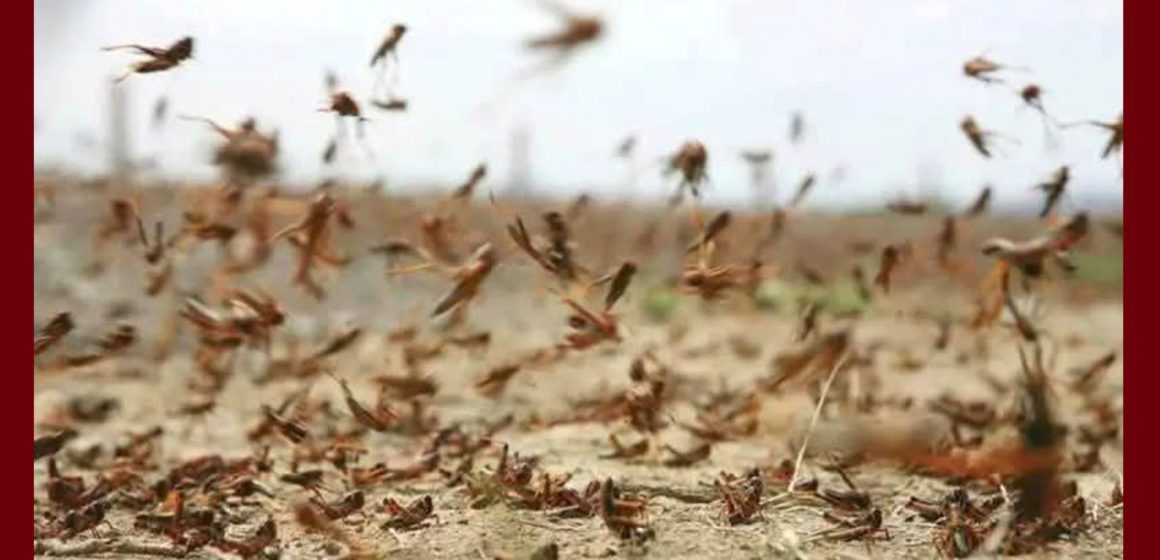 قفصة: جلسة عمل لضبط خطة استباقية للتوقي من خطر الجراد الصحراوي