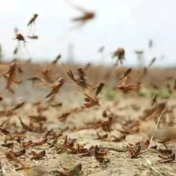 قفصة: جلسة عمل لضبط خطة استباقية للتوقي من خطر الجراد الصحراوي