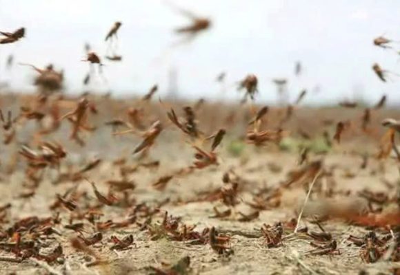 قفصة: جلسة عمل لضبط خطة استباقية للتوقي من خطر الجراد الصحراوي