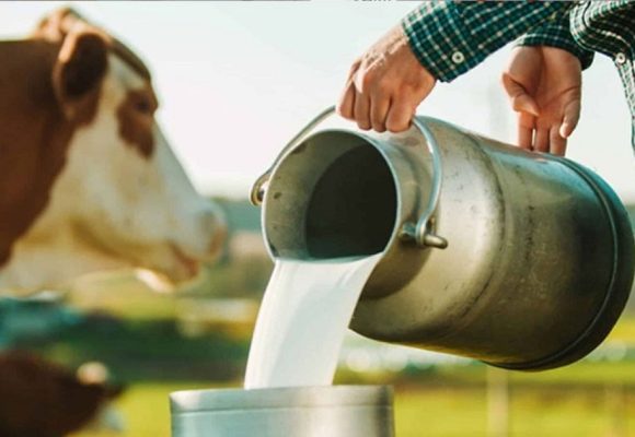 بسبب استهلاك الحليب غير المعقم، الإصابات بالسل تتزايد