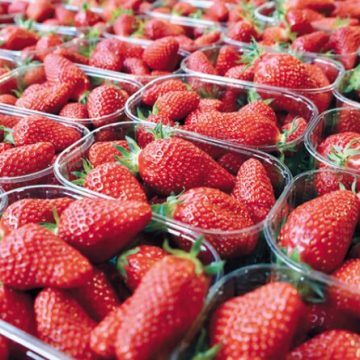 الفراولة لاخوف من مادة الفراولة فهي سليمة و كل ما راج حول عدم صلوحيته باطل