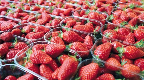 لاخوف من مادة الفراولة فهي سليمة و كل ما راج حول عدم صلوحيته باطل