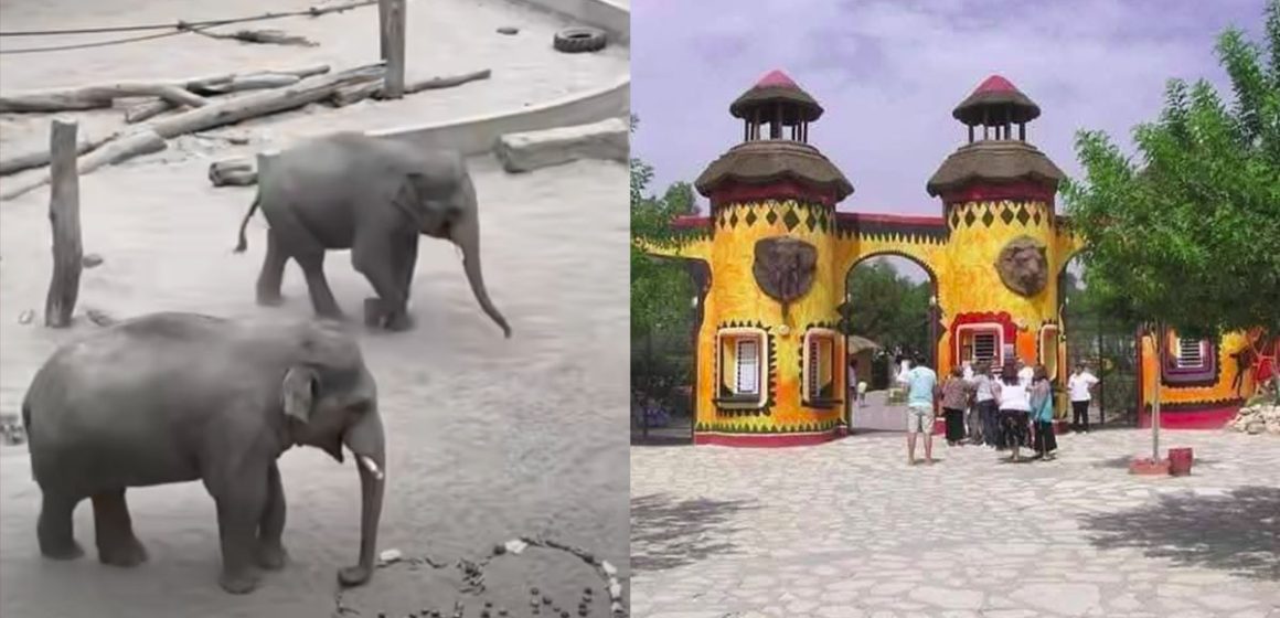 عمرهما 13 عاما، Taru وKyan، فيلان من بولونيا يصلان الى فريقيا بارك