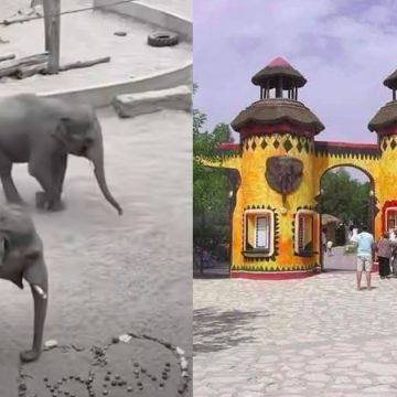 عمرهما 13 عاما، Taru وKyan، فيلان من بولونيا يصلان الى فريقيا بارك