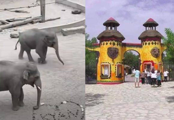 عمرهما 13 عاما، Taru وKyan، فيلان من بولونيا يصلان الى فريقيا بارك